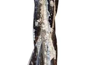 17 inch polished Orthoceras fossil tower weighing 4.5kg, showing white prehistoric cephalopod fossils in black matrix from Morocco