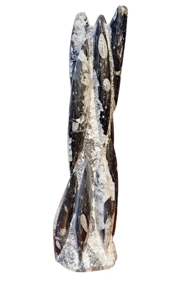 17 inch polished Orthoceras fossil tower weighing 4.5kg, showing white prehistoric cephalopod fossils in black matrix from Morocco