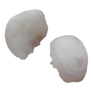 Divinity Natural Machh Mani Sea stone - Reduces and Removes Rahu Impact. (Meen Mukta, Fish Stone, Fish Pearl)