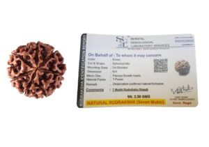 Divine Original 7 Mukhi Rudraksha Nepali (Big Size) Lab Certified Rudraksha | 7 Face Rudraksha for Wealth, Name, Fame and Success ??? ???? ?????????